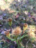 Image of Maryland goldenaster