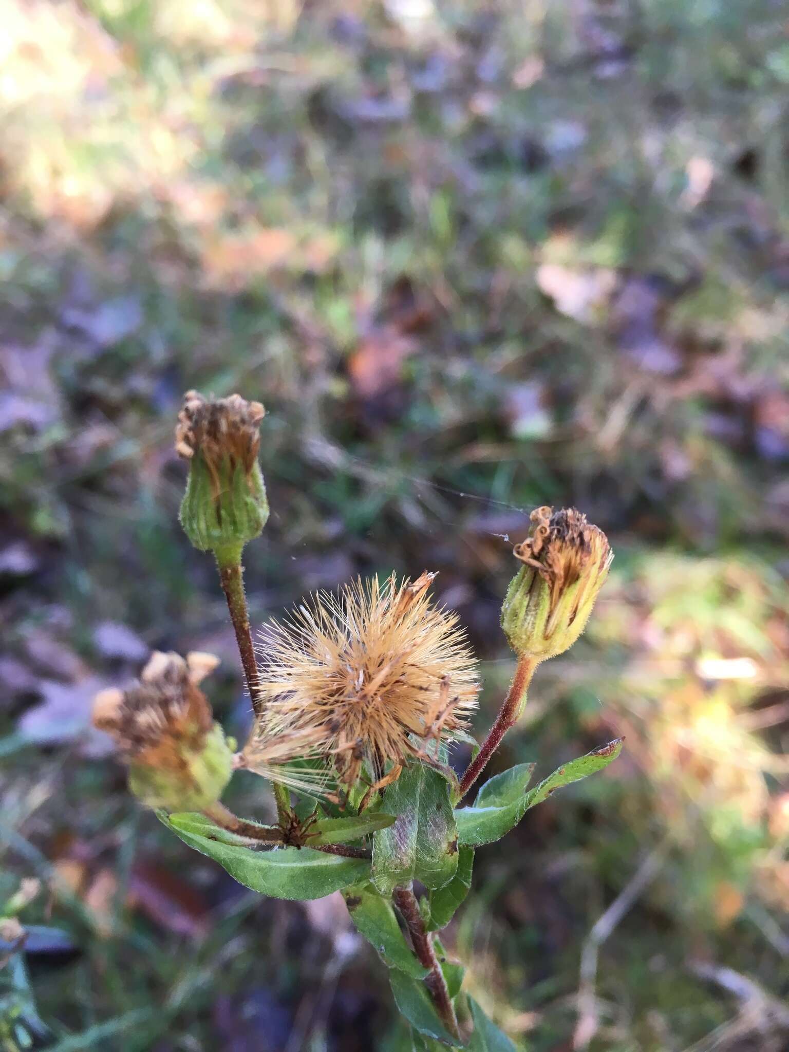 Image of Maryland goldenaster