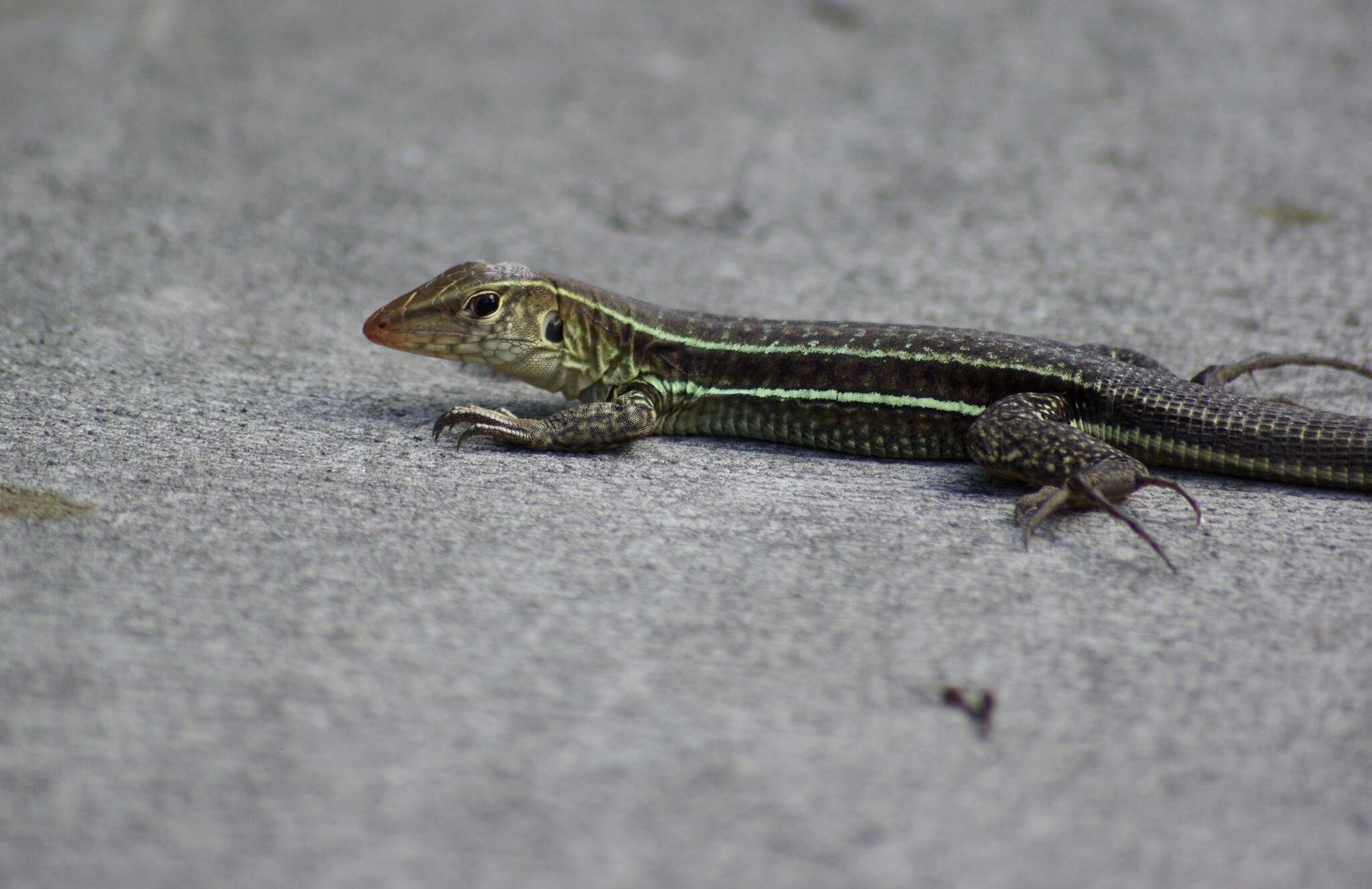 Image of Pholidoscelis griswoldi (Barbour 1916)