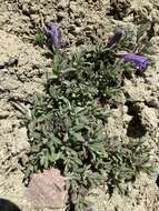 Image of mat penstemon