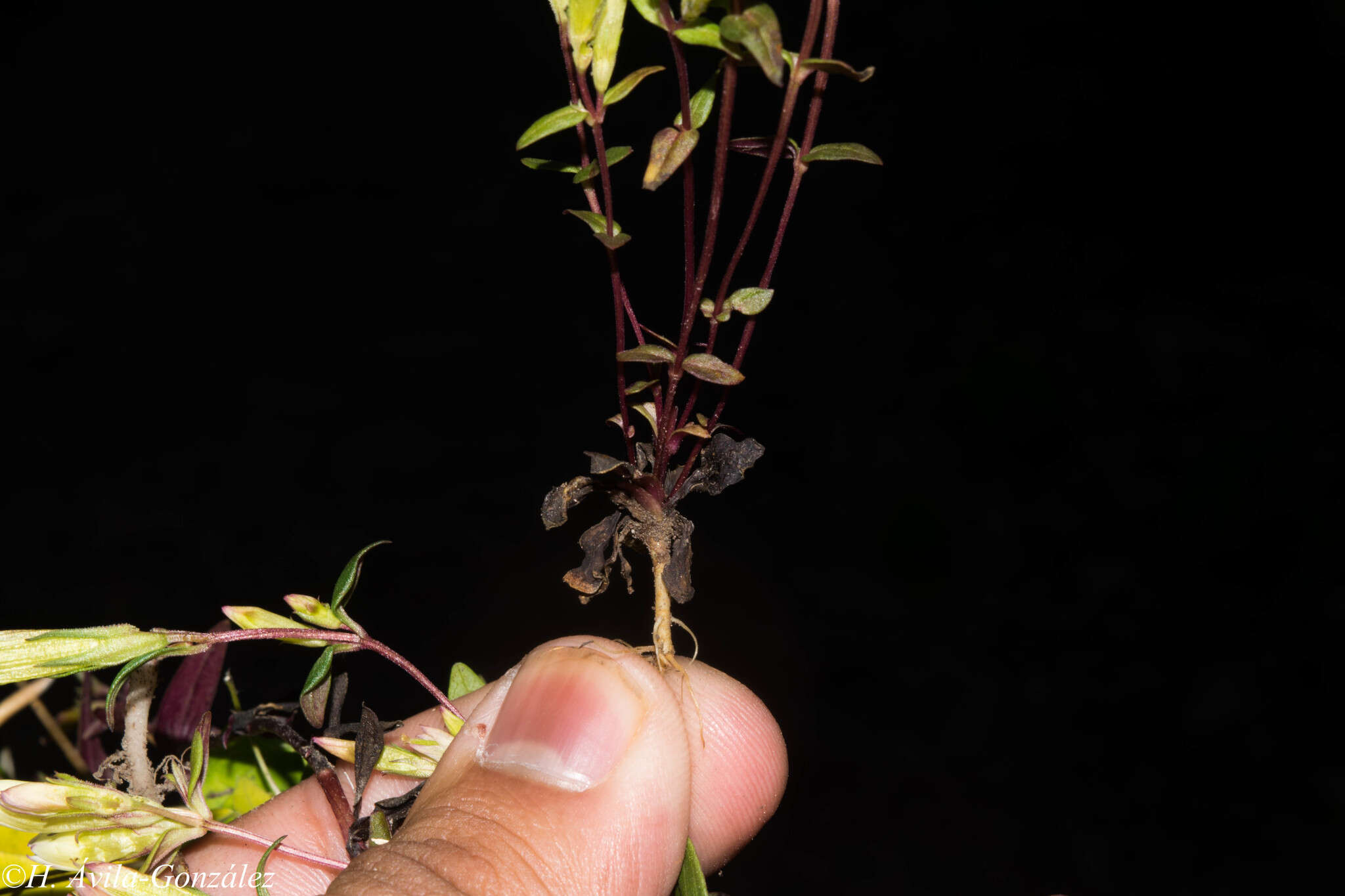 Gentianella canosoi G. L. Nesom & B. L. Turner resmi