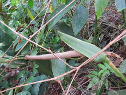 Imagem de Anthurium coriaceum G. Don