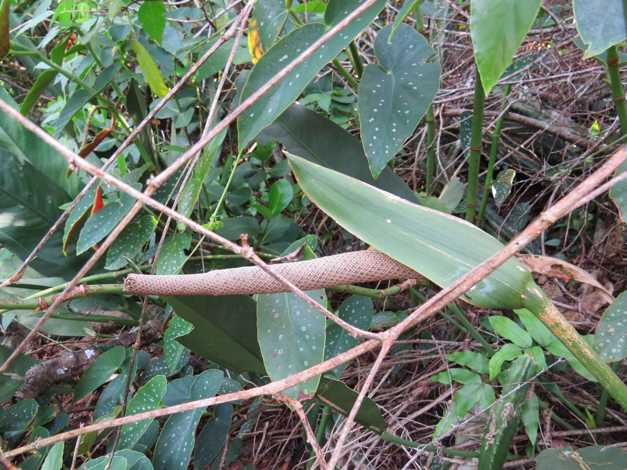 Imagem de Anthurium coriaceum G. Don