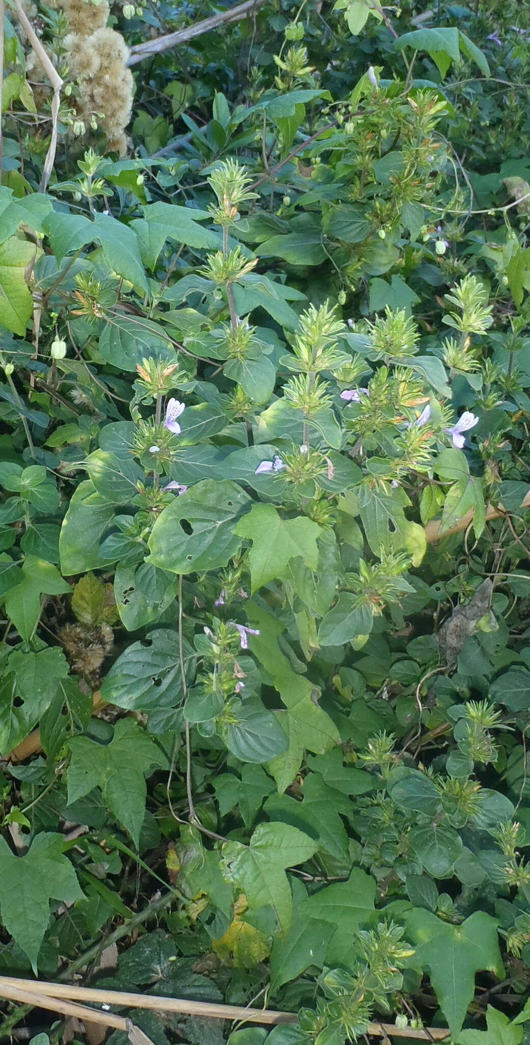 Image of Hypoestes aristata var. aristata