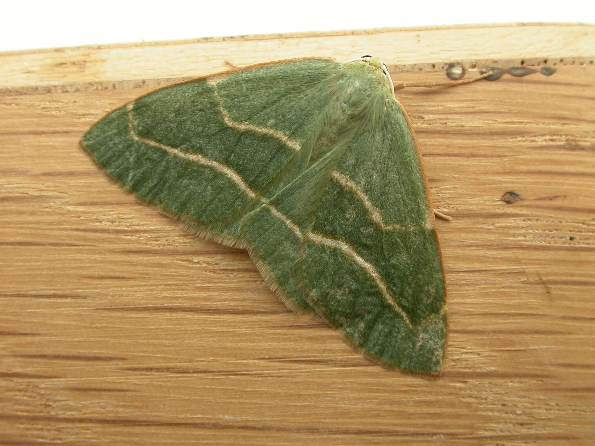 Hylaea fasciaria Linnaeus 1758的圖片