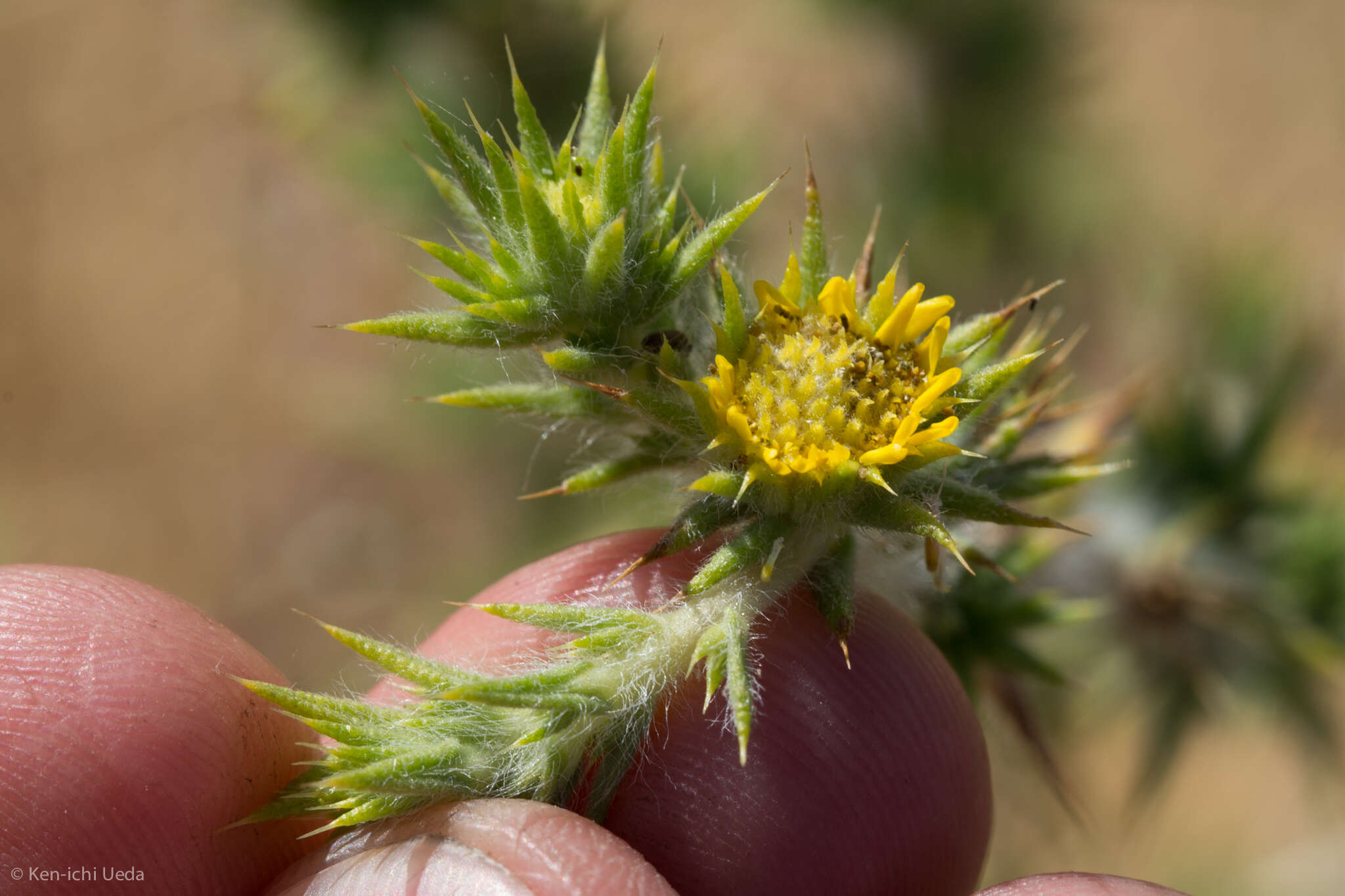 Image of Congdon's tarweed