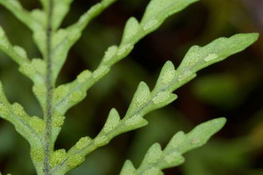 Plancia ëd Notogrammitis heterophylla (Labill.) Parris