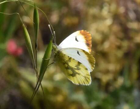 Image of Moroccan Orange Tip