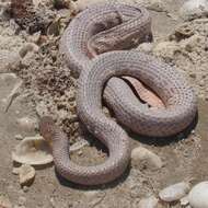 Image of Olive Sea Snakes