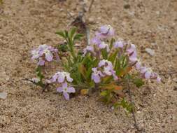 Matthiola fruticulosa (L.) Maire resmi