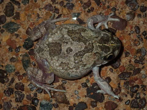 Image of Humming Frog