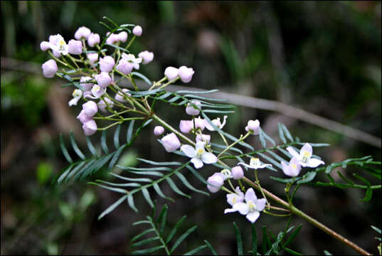 Image of Boronia muelleri (Benth.) Cheel