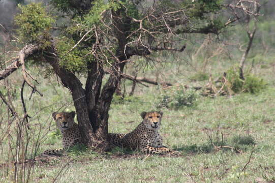 Image of Namibian cheetah