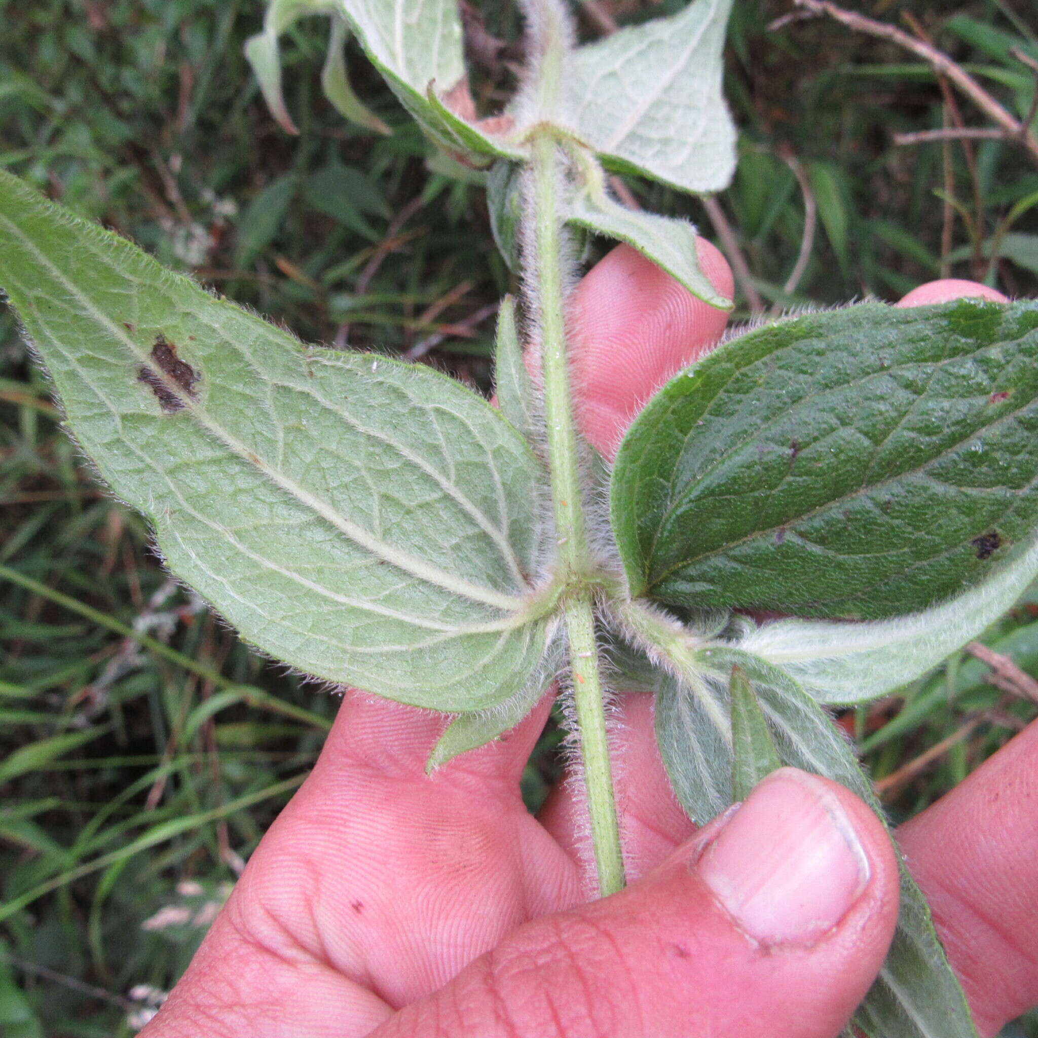 Image of Alloispermum caracasanum (Kunth) H. Rob.