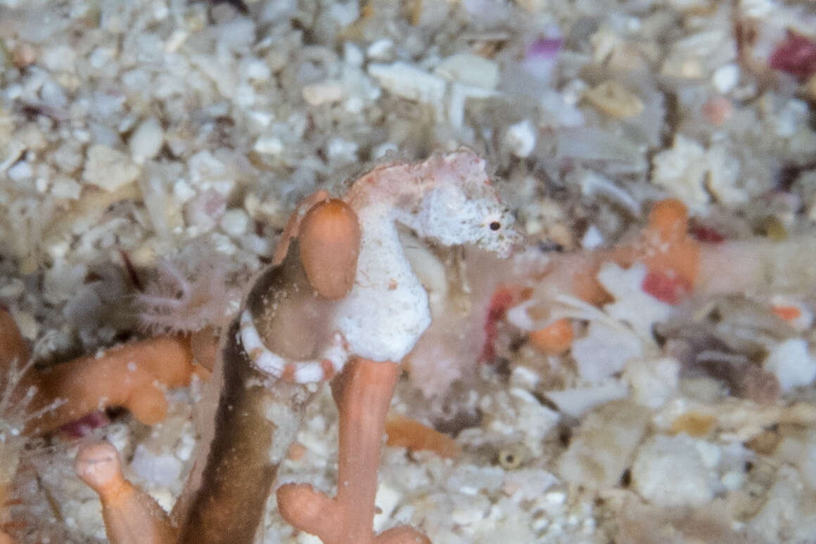 Image of Pontoh`s Pygmy Seahorse