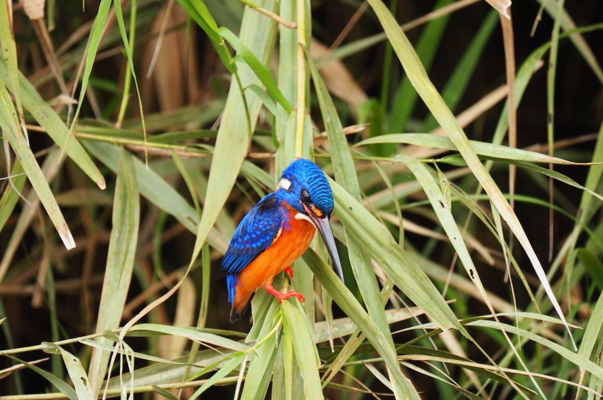 Image of Blue-eared Kingfisher