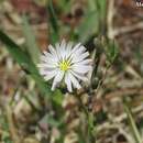 صورة Ixeris chinensis subsp. strigosa (H. Lév. & Vaniot) Kitam.