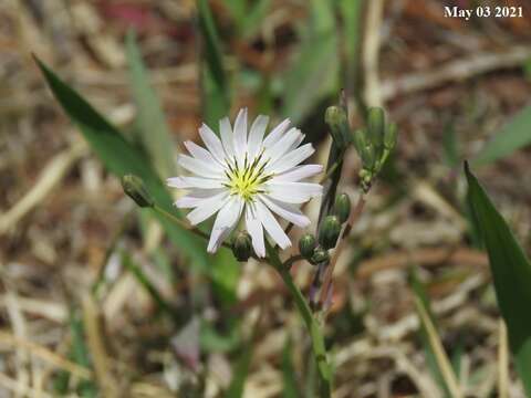 Image of Ixeris chinensis (Thunb.) Kitag.