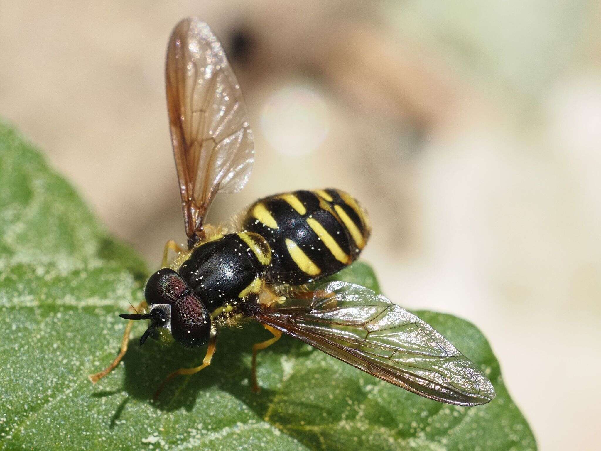 Image de Chrysotoxum intermedium Meigen 1822