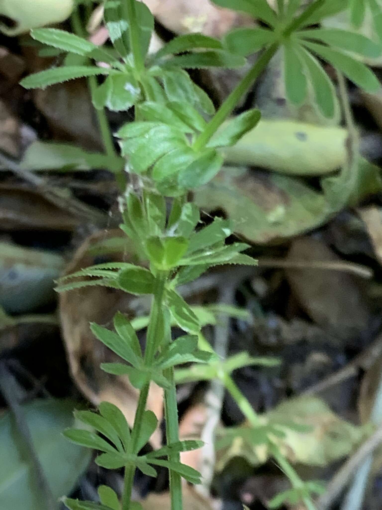 Image of Mexican bedstraw