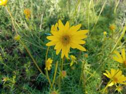 Image de Coreopsis maritima (Nutt.) Hook. fil.