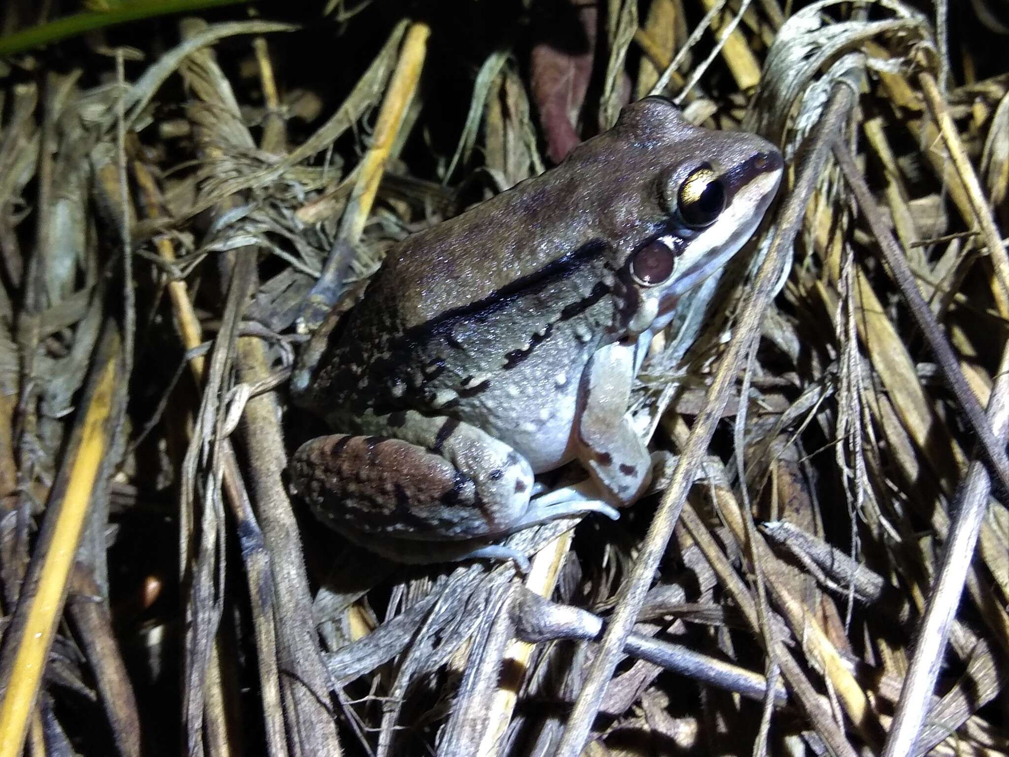 Image of Moustached frog