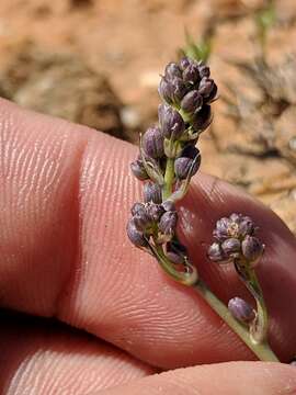 Image of Hooveria purpurea