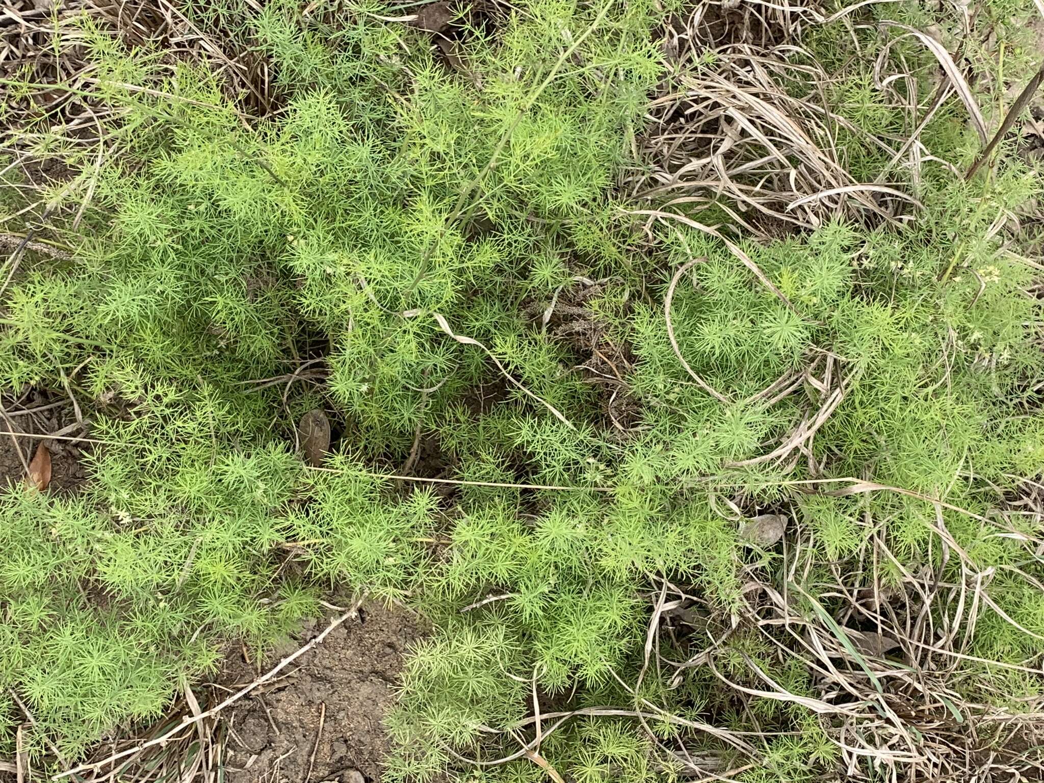 Image of Asparagus minutiflorus (Kunth) Baker