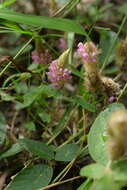 Image of Uraria lagopodioides DC.