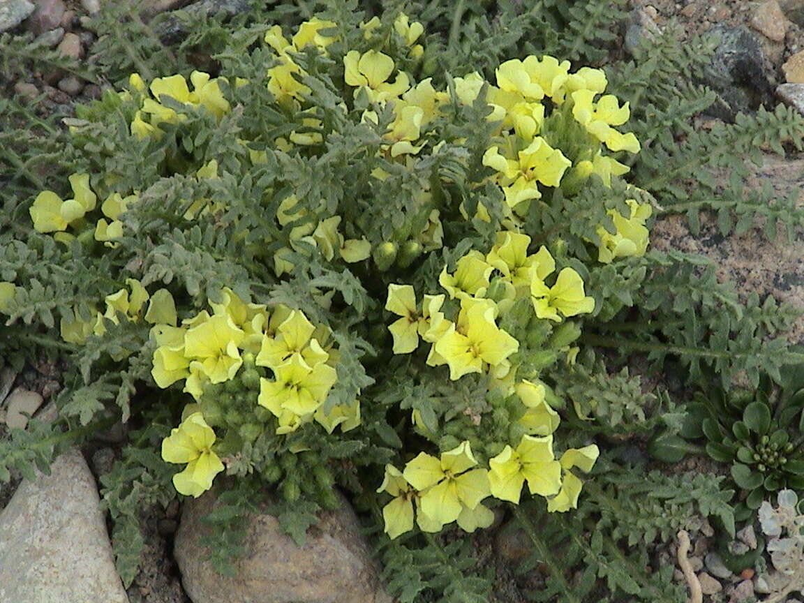 Image de Chorispora macropoda Trautv.