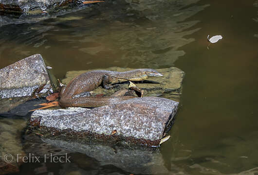 Image of Mertens's Water Monitor