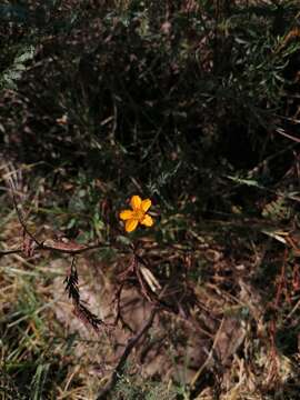 Plancia ëd Dyssodia tagetiflora Lag.