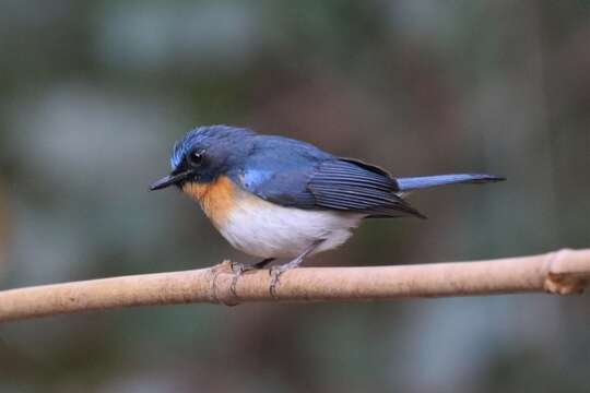 Image of Indochinese Blue Flycatcher