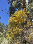 Image of acacia