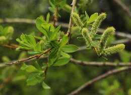 Image of Sachalin Willow