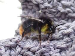 Image of <i>Bombus soroeensis proteus</i>