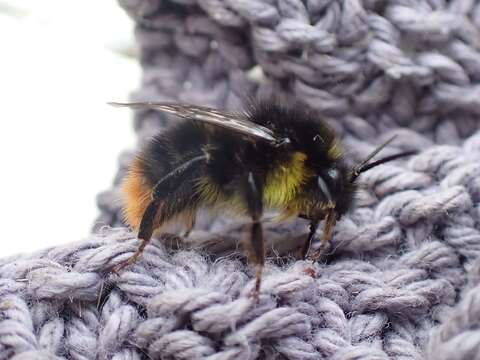 Слика од <i>Bombus soroeensis proteus</i>