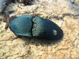 Image of Chalcolepidius lacordairei