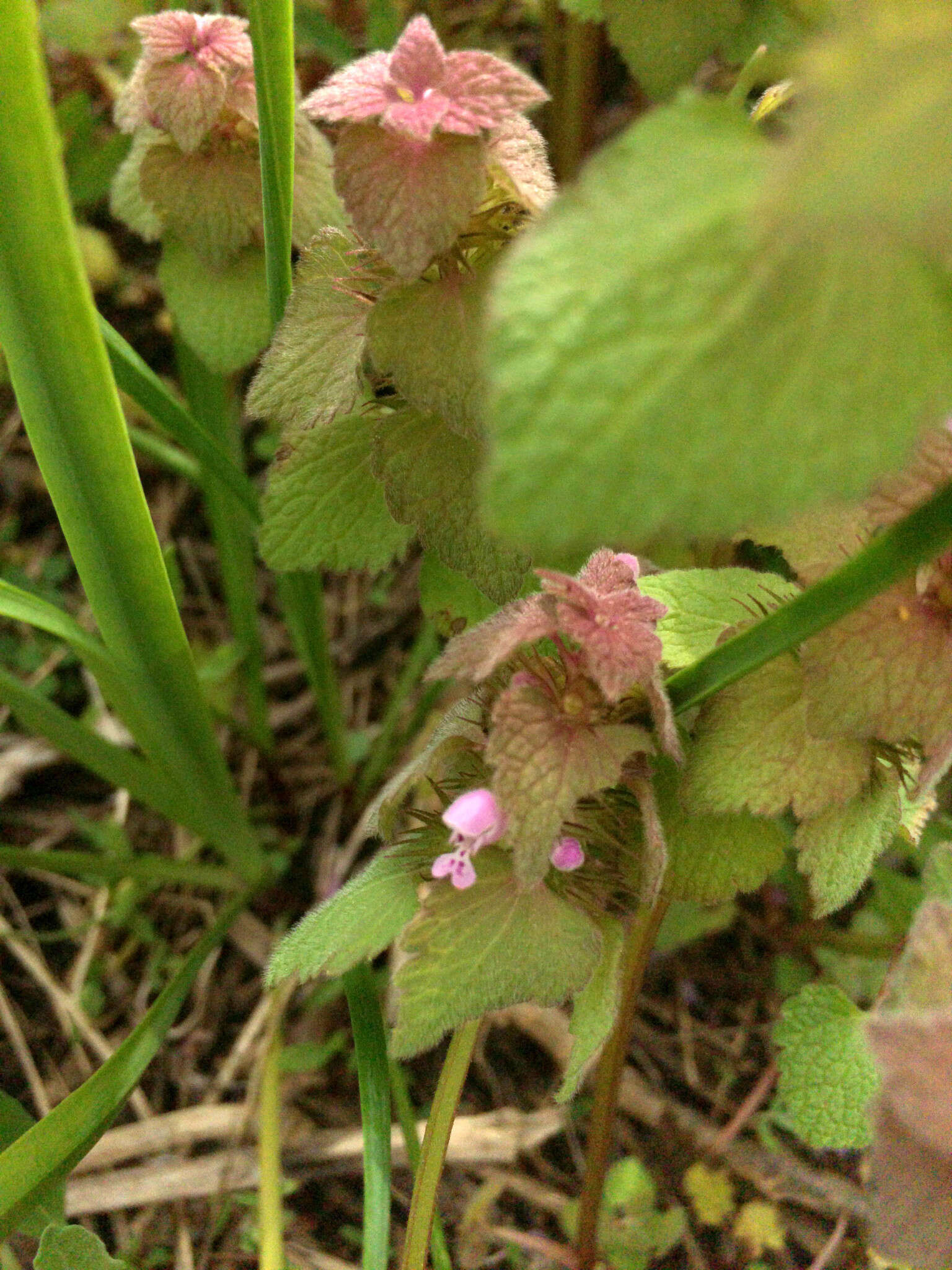 Image of purple archangel