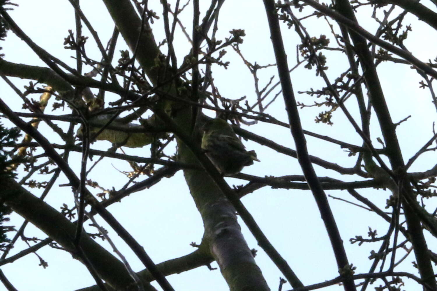 Image of Eurasian Siskin