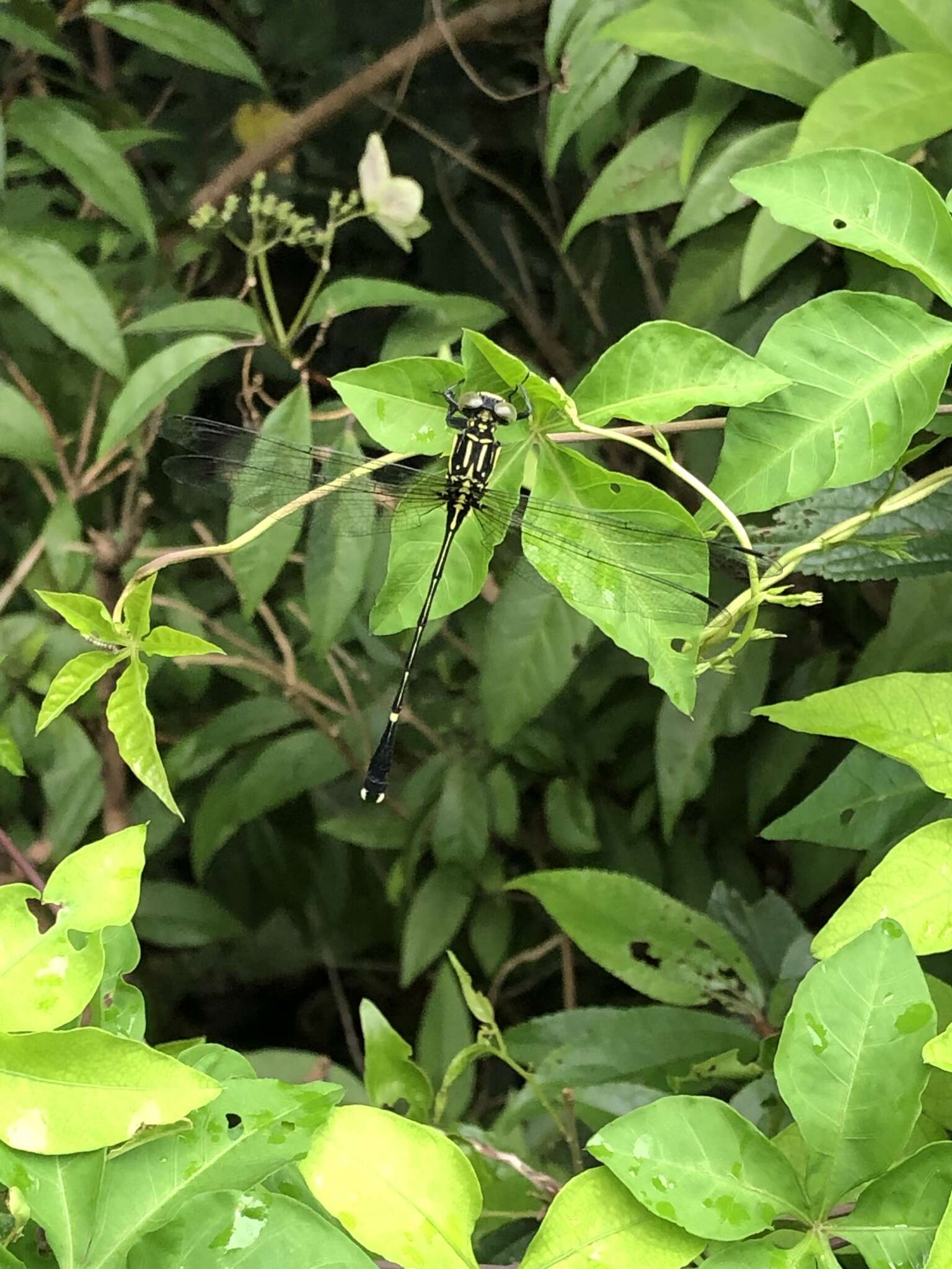 Image of Leptogomphus sauteri Ris 1912