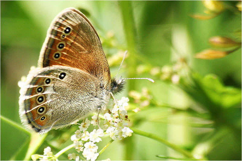 Image of Coenonympha amaryllis Cramer 1782