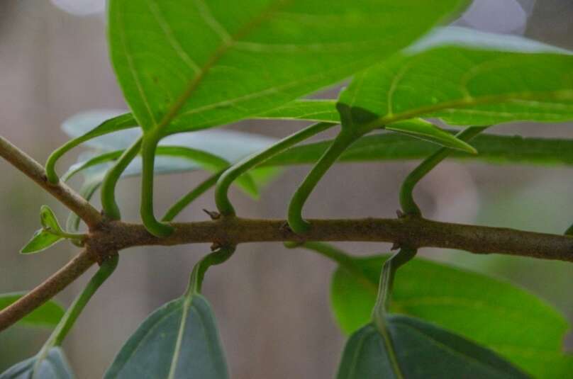 Imagem de Clerodendrum fortunatum L.