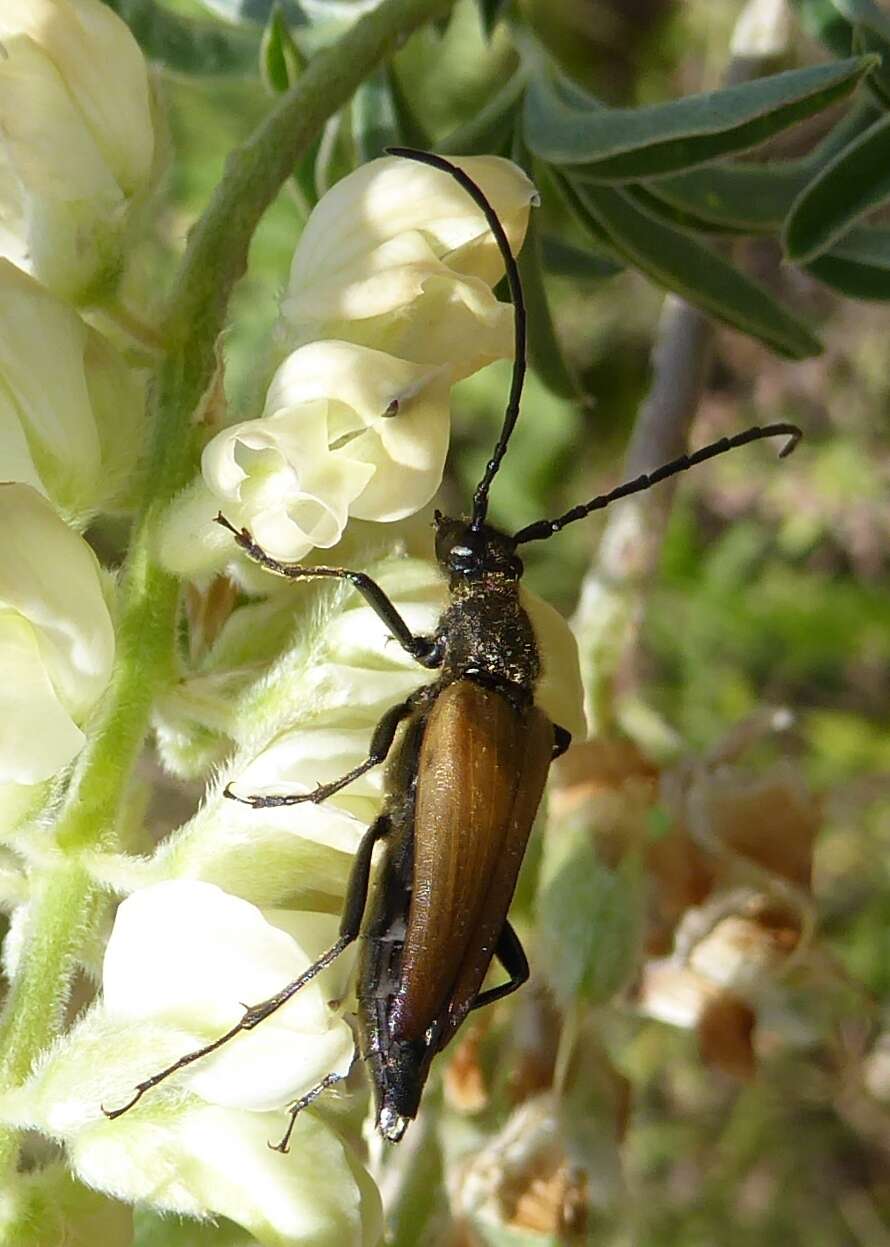 Image of Anastrangalia sanguinea (Le Conte 1859)