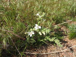 Image de Penstemon albidus Nutt.