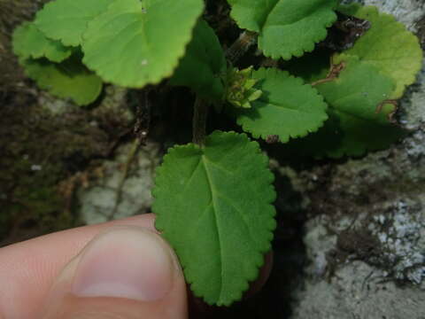 Image de Ourisia alpina Poepp. & Endl.