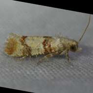 Image of Subtropical Pine Tip Moth