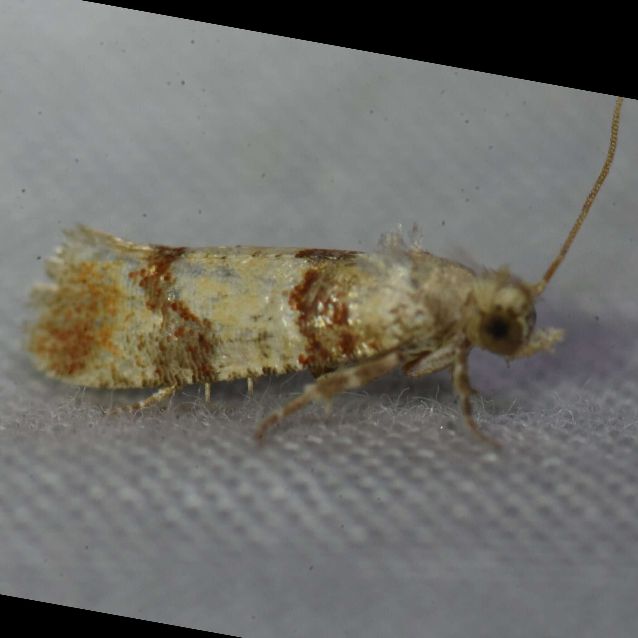 Image of Subtropical Pine Tip Moth