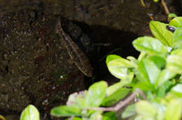 Image of Hawaii Spinecheek Gudgeon