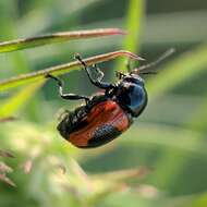 Cryptocephalus notatus Fabricius 1787 resmi